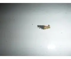 End of Lease Pest Control Townsville