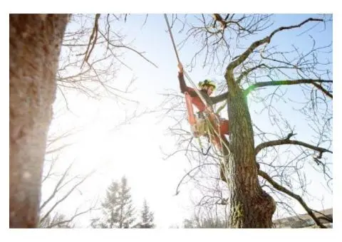 Tree Removal North Shore