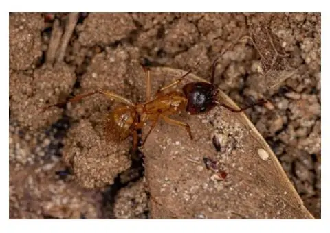 How can a quick home check tell termites apart from look-alike bugs?