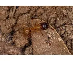 How can a quick home check tell termites apart from look-alike bugs?