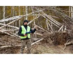 Tree Removal Permit Cost Made Easy | Taylors Tree and Stump Removal