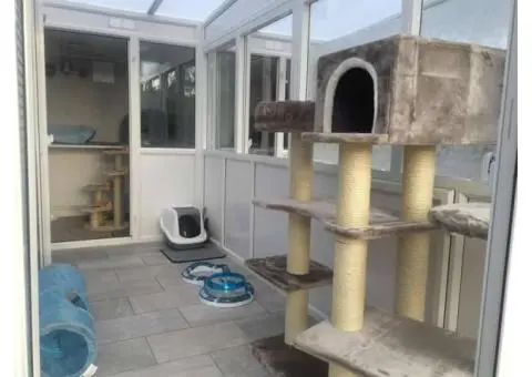 Best Cattery in Melbourne - Your Cat’s Private Kingdom