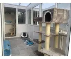 Best Cattery in Melbourne - Your Cat’s Private Kingdom