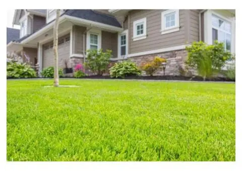 Kikuyu Grass Adelaide