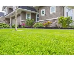 Kikuyu Grass Adelaide