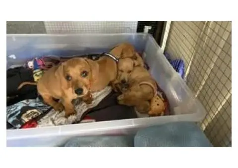 4 Australian dachshund puppies - 2/15