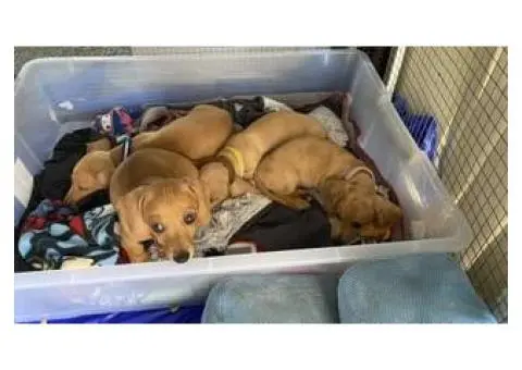 4 Australian dachshund puppies - 3/15