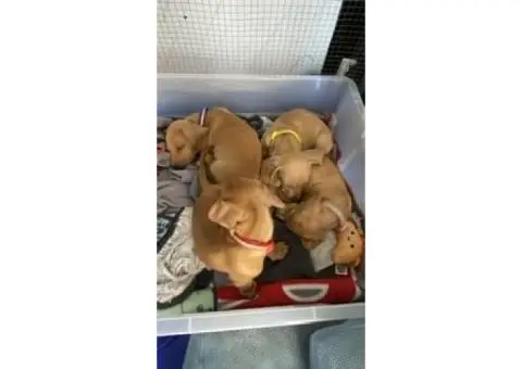 4 Australian dachshund puppies - 4/15