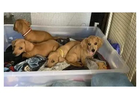 4 Australian dachshund puppies - 6/15