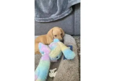 4 Australian dachshund puppies - 1/15