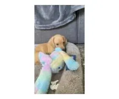 4 Australian dachshund puppies