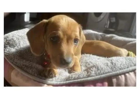 4 Australian dachshund puppies - 8/15