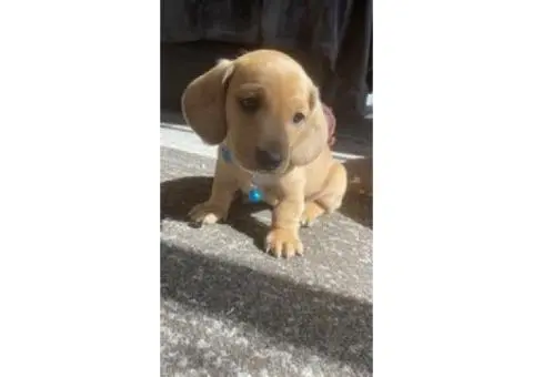 4 Australian dachshund puppies - 9/15