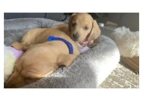 4 Australian dachshund puppies - 10/15