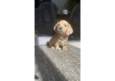 4 Australian dachshund puppies - 11/15