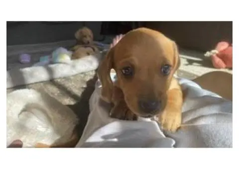 4 Australian dachshund puppies - 12/15