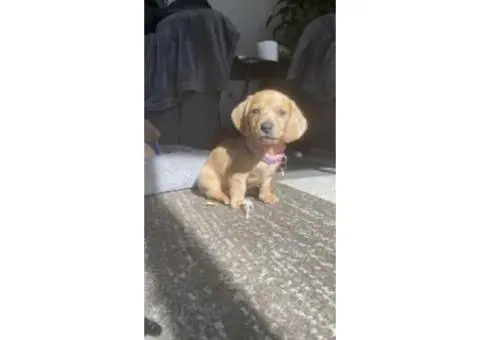 4 Australian dachshund puppies - 13/15