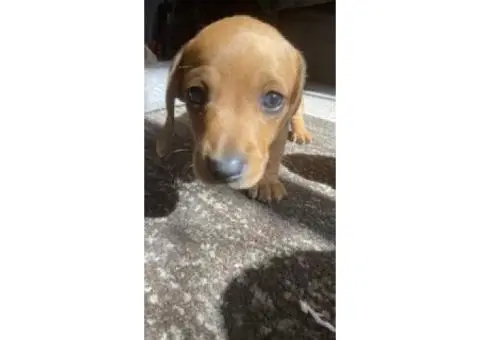 4 Australian dachshund puppies - 14/15