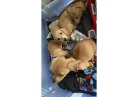 4 Australian dachshund puppies - 15/15
