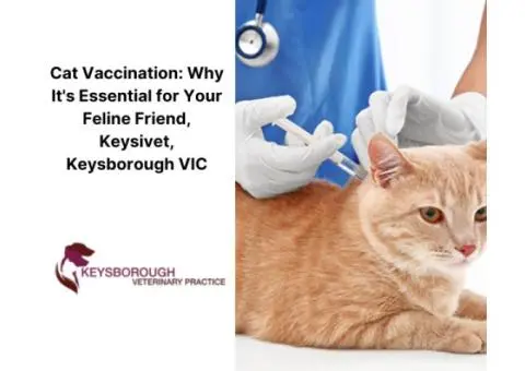 Cat Vaccination in Melbourne at Keysivet