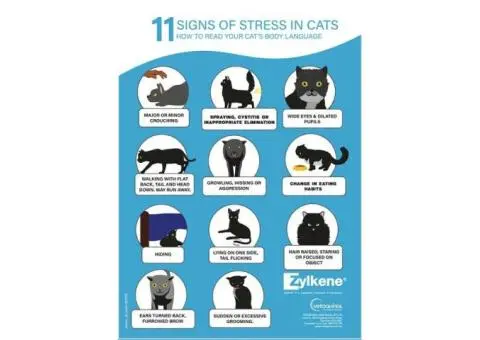 Signs of Stress in Cats: What Melbourne Pet Owners Should Know – Keysborough Veterinary Practice