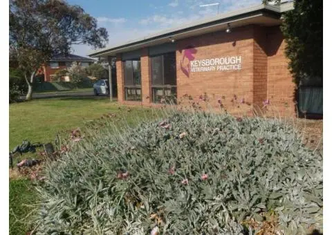 Best Vet Surgeon Near Me in Melbourne