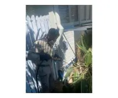 Pest Control Townsville