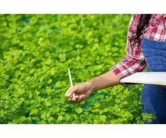 Are You Looking for Weed Control in Adelaide
