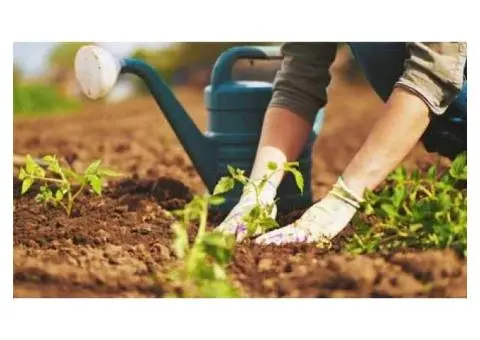 Garden Cleaning in Canberra With Professional-Grade Equipment - 2/2