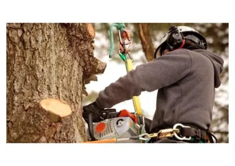 Affordable Tree Lopping Service in Gold Coast - Tree Essence