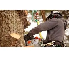 Affordable Tree Lopping Service in Gold Coast - Tree Essence