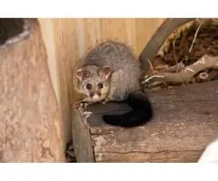 Possum Removal Specialist Melbourne – Taylors Tree and Stump Removal