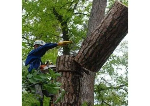 Certified & Insured Government Tree Cutting