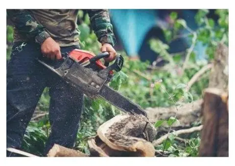 Best Tree Removal in Adelaide SA