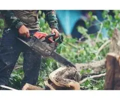 Best Tree Removal in Adelaide SA