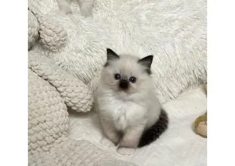 Purebred ragdoll for sale