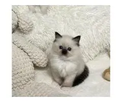 Purebred ragdoll for sale