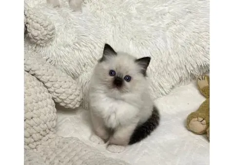 Purebred ragdoll for sale - 2/2