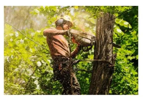 Stump Grinding Sydney