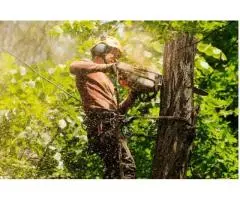 Stump Grinding Sydney
