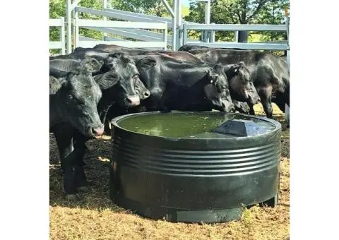Keep Your Flock Hydrated with Tough Built Sheep Water Trough