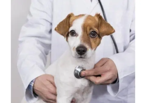 Protect Your Pet in Woolooware with Vaccinations