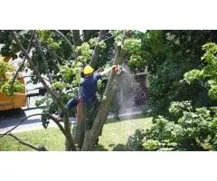 Professional Commercial Tree Services | Expert Tree Removal & Maintenance
