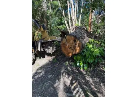 Stump Grinding Gold Coast – Clear the Way for a Better Yard