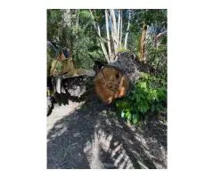 Stump Grinding Gold Coast – Clear the Way for a Better Yard