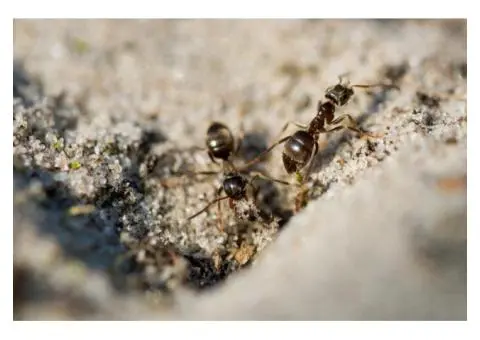 Ants taking over?Choose professional ants pest control North Shore!
