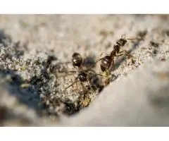 Ants taking over?Choose professional ants pest control North Shore!