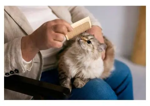 MOMOGOGO Offers Affordable Cat Grooming in Parkwood