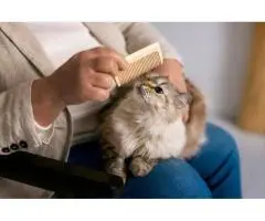 MOMOGOGO Offers Affordable Cat Grooming in Parkwood