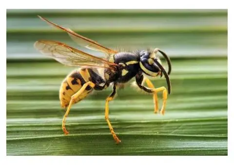 Dealing with Wasps? Trusted Wasp Control Services Melbourne Can Help